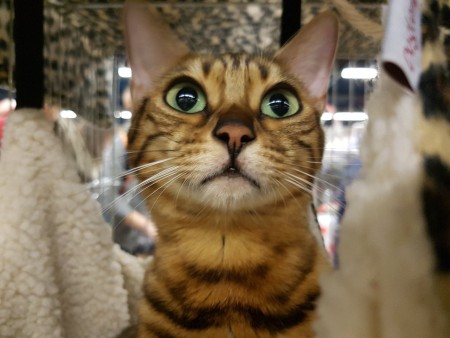 Janoï Parc floral vincennes oct 2016