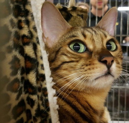 Janoï Parc Floral Vincennes oct 2016