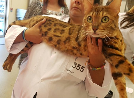 Heaven pret à monter sur le podium Parc Floral Vincennes oct 2016