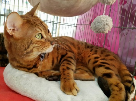 hEAVEN dans sa cage d'expo Bezons le 6 nov 2016