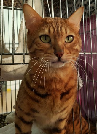 Heaven expo Bezons 6 nov 2016