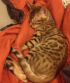 /album/galerie-de-photos-chatons-vendus-2eme-portee-5-femelles-et-1-male/june1-png/