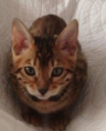 /album/galerie-de-photos-chatons-vendus-2eme-portee-5-femelles-et-1-male/june2-png/