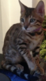 /album/galerie-de-photos-chatons-vendus-2eme-portee-5-femelles-et-1-male/june3-png/