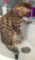 /album/galerie-de-photos-chatons-vendus-2eme-portee-5-femelles-et-1-male/june5-png/