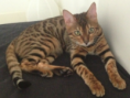 /album/galerie-de-photos-chatons-vendus-2eme-portee-5-femelles-et-1-male/june7-png/
