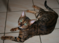 /album/galerie-de-photos-chatons-vendus-2eme-portee-5-femelles-et-1-male/jedi-png/