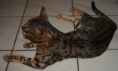 /album/galerie-de-photos-chatons-vendus-2eme-portee-5-femelles-et-1-male/jedi1-png/