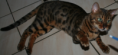 /album/galerie-de-photos-chatons-vendus-2eme-portee-5-femelles-et-1-male/jedi2-png/